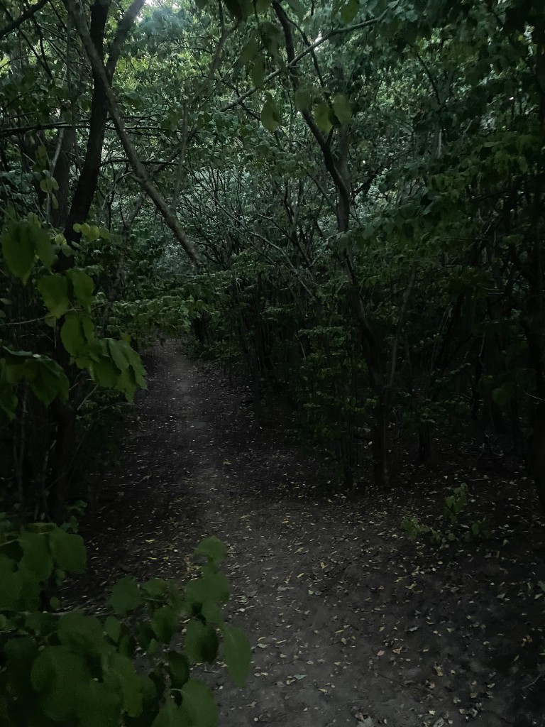 Forest hiking trail